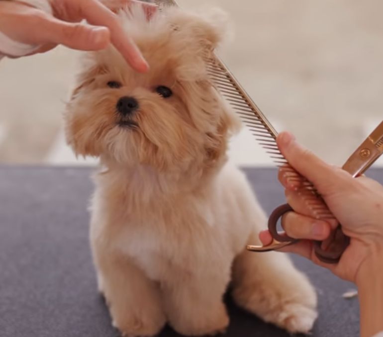 maltipoo (14)