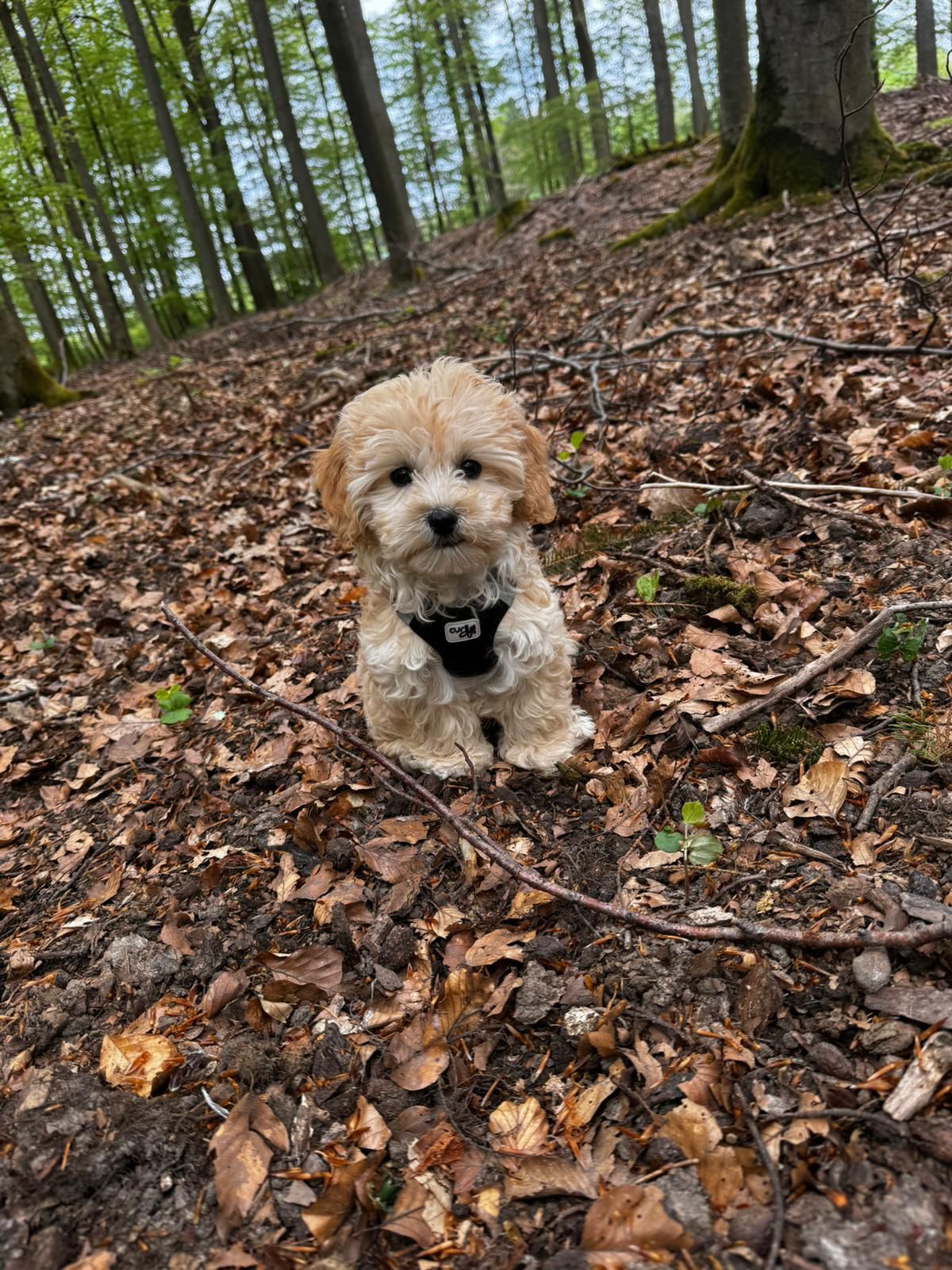 Maltipoo Zchter In Der Nhe