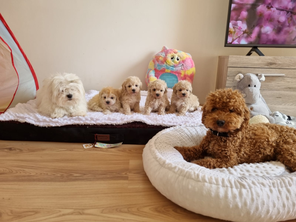 Maltipoo Zchter In Der Nhe