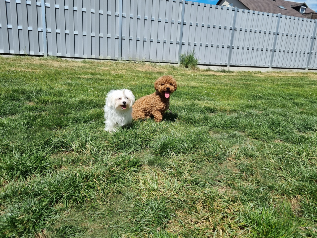 Maltipoo Zchter In Der Nhe