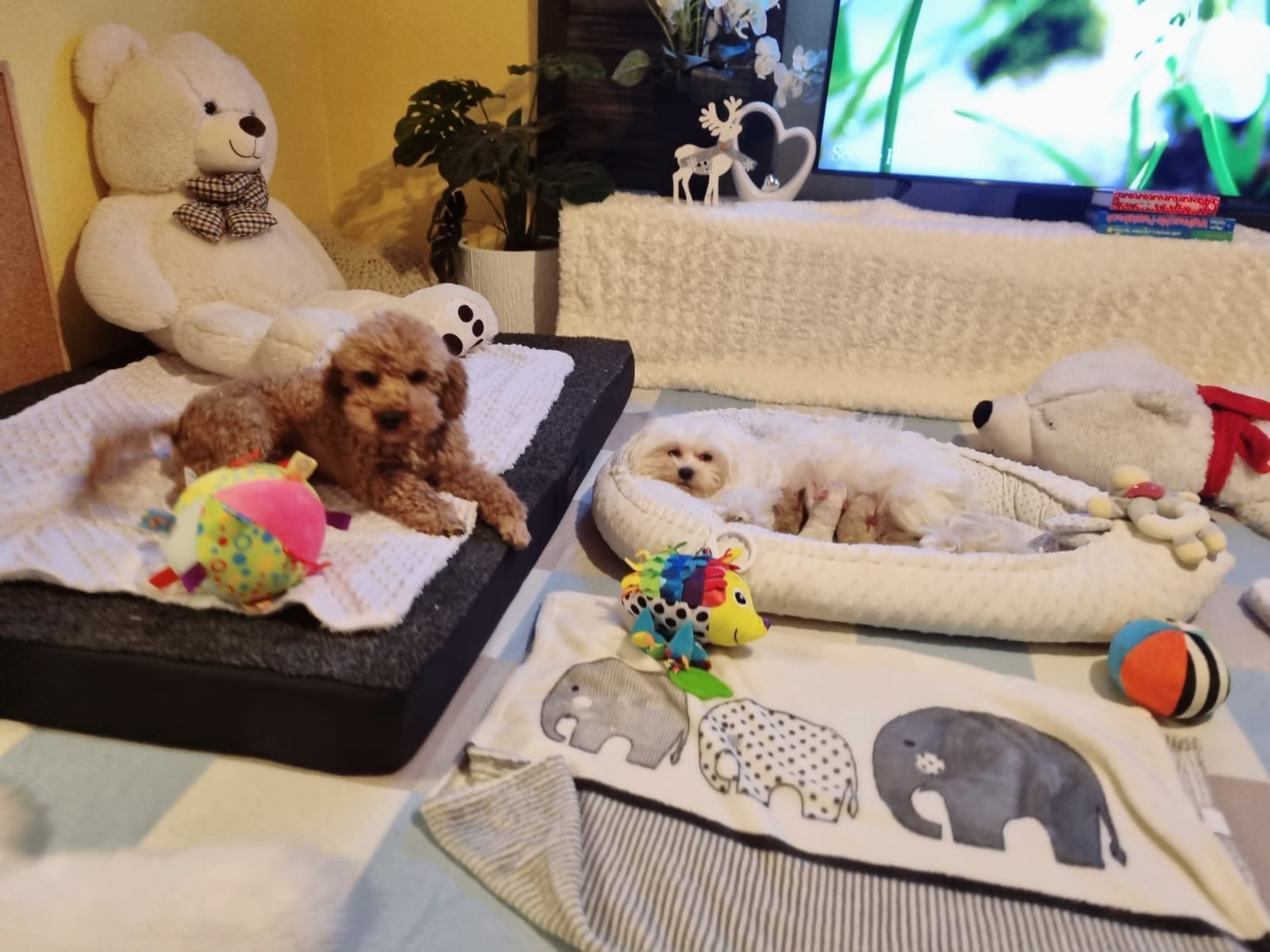 maltipoo_wurf_2026 (1)