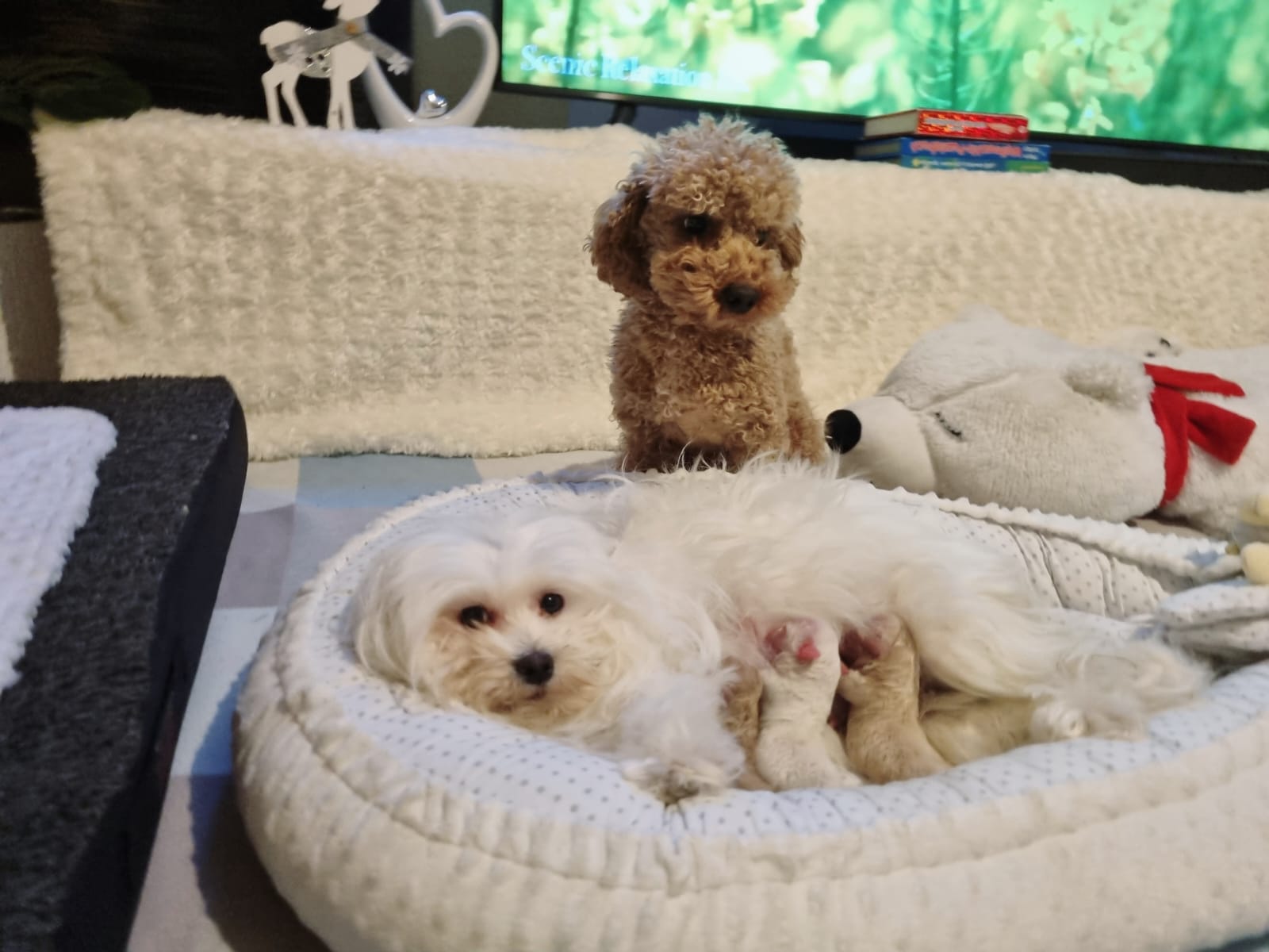 maltipoo_wurf_2026 (10)