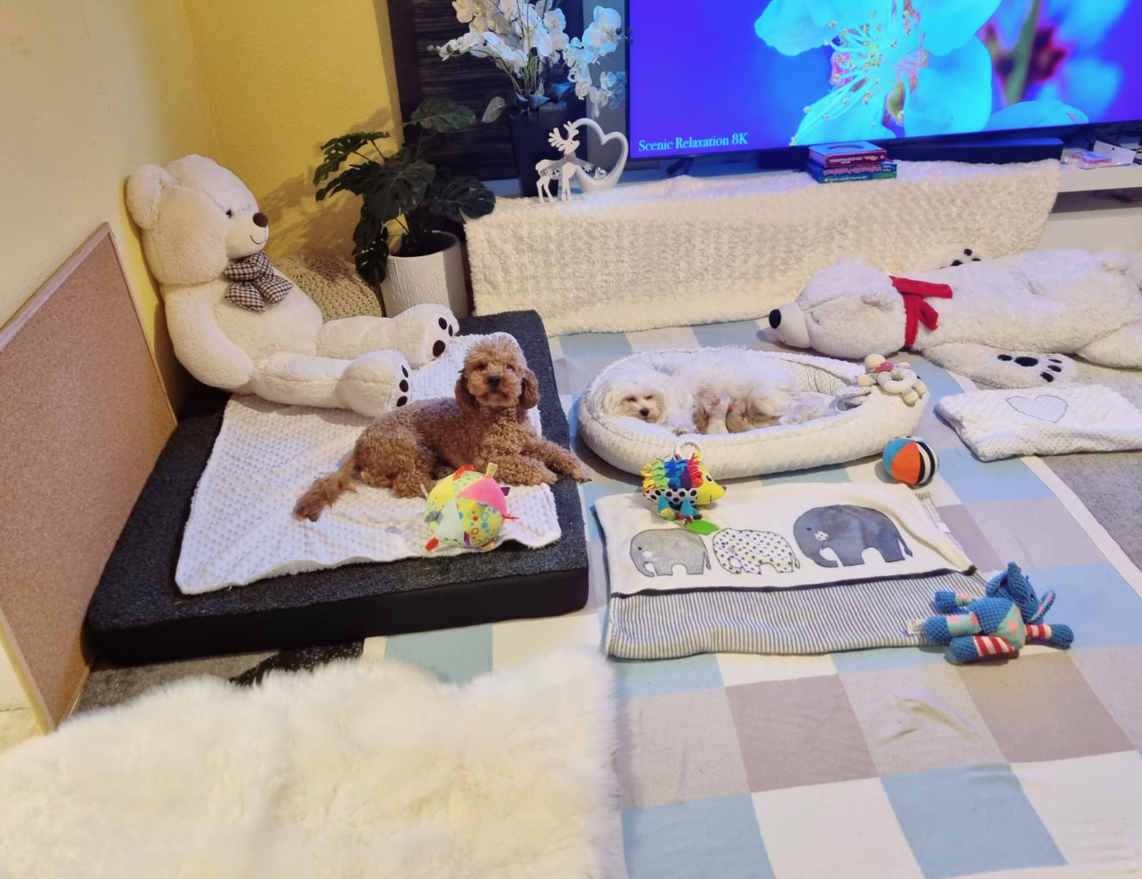 maltipoo_wurf_2026 (11)