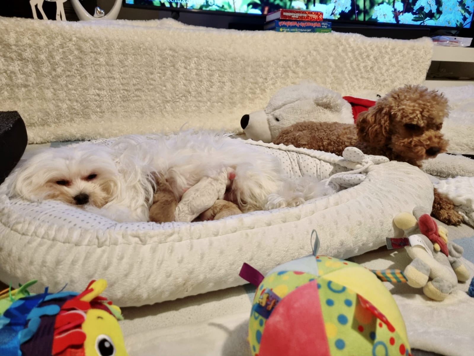 maltipoo_wurf_2026 (2)