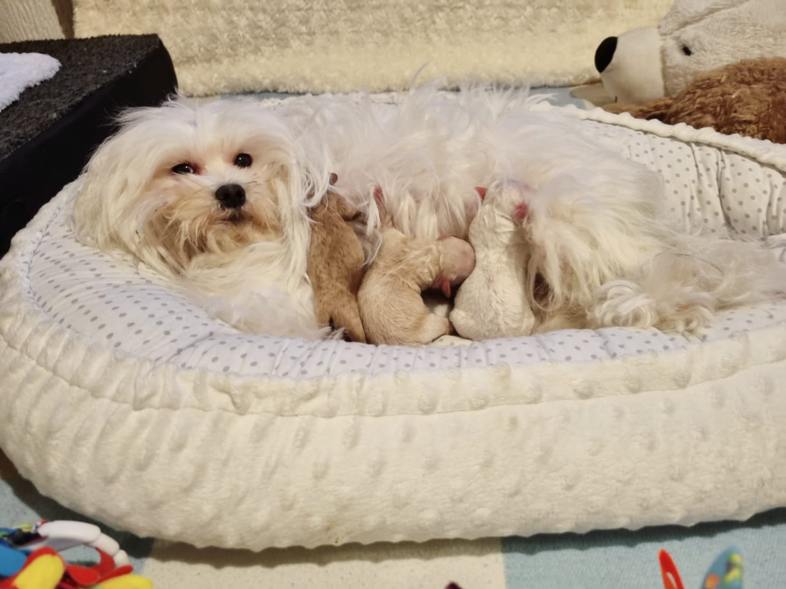 maltipoo_wurf_2026 (3)