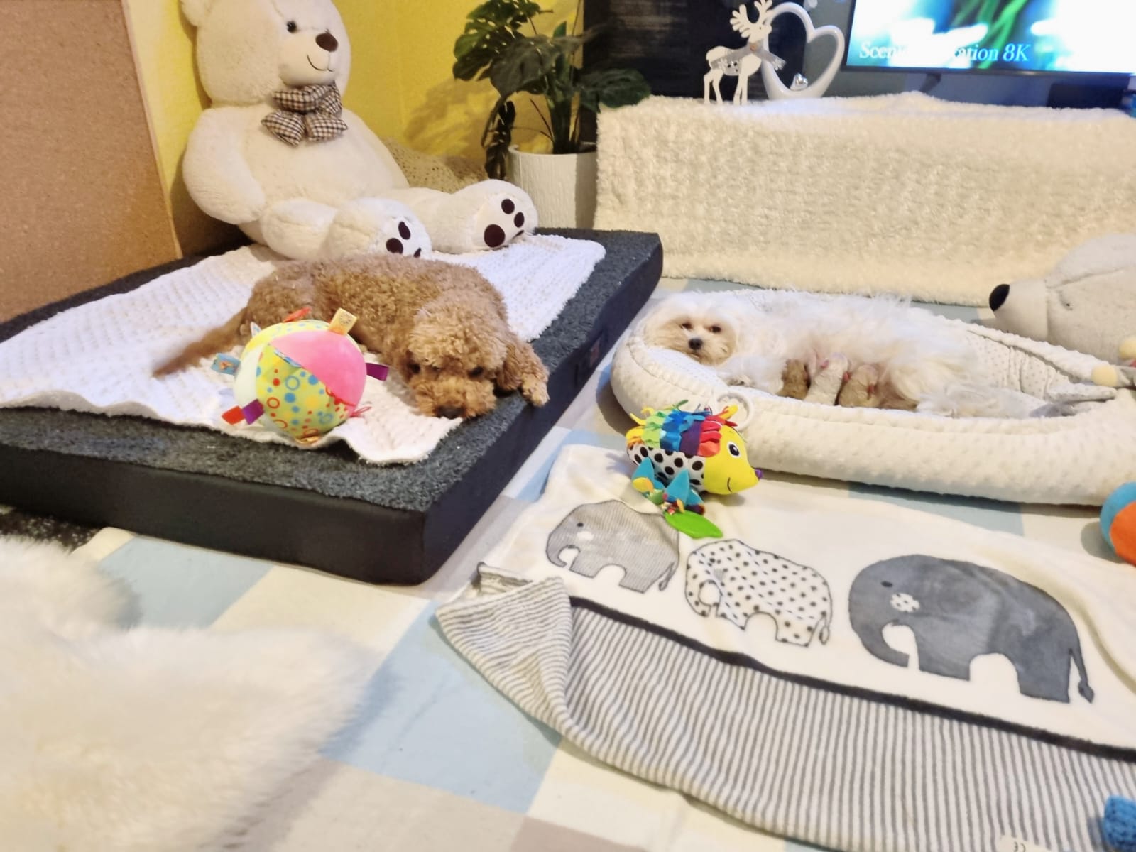 maltipoo_wurf_2026 (4)