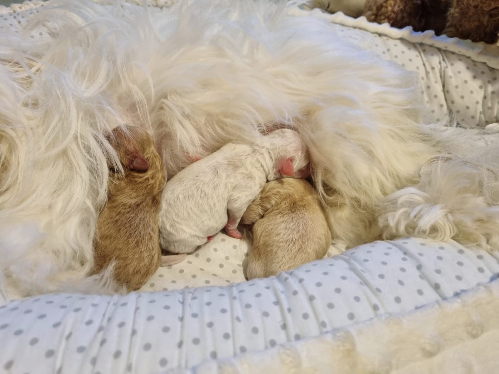 maltipoo_wurf_2026 (5)