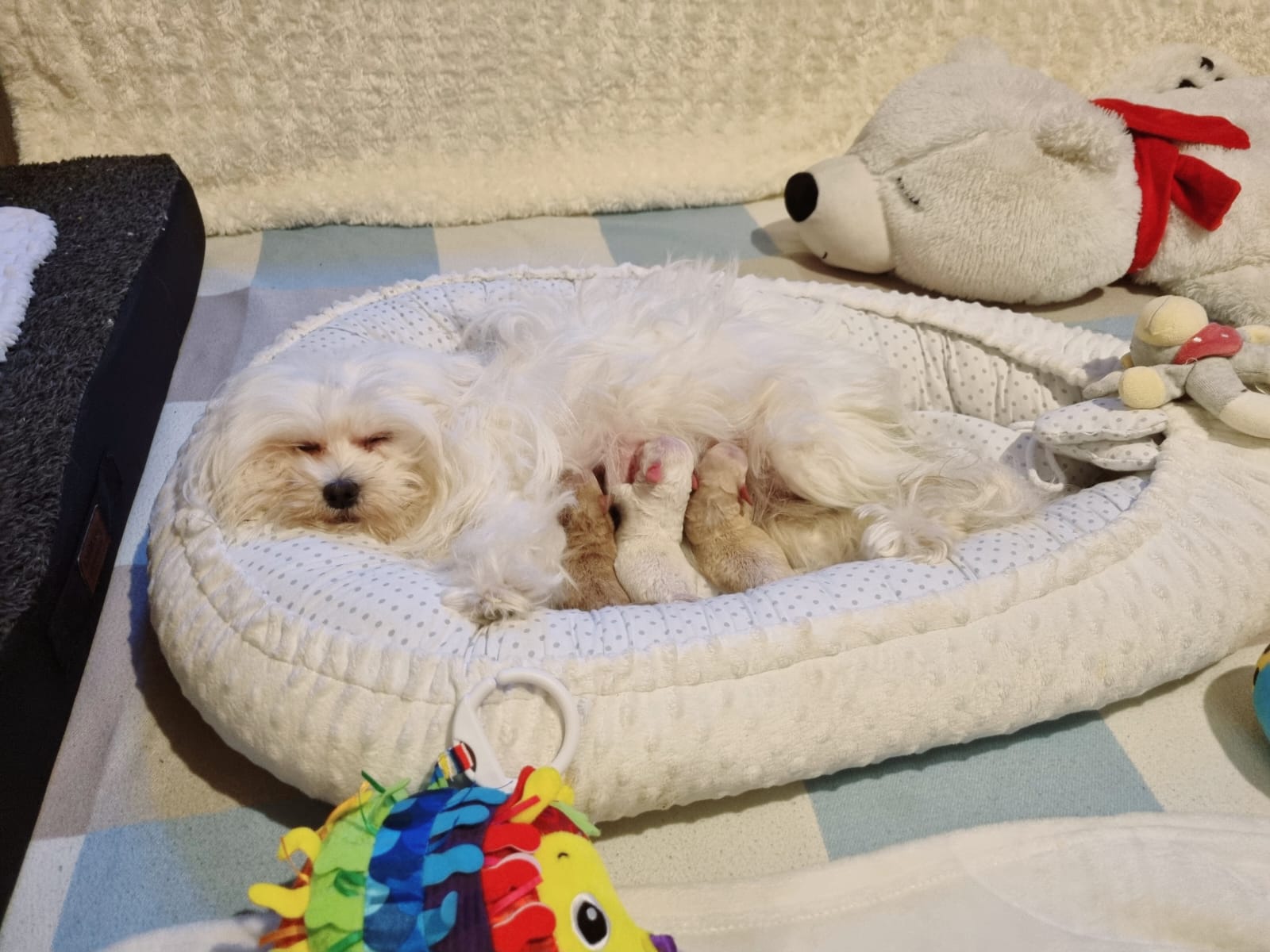 maltipoo_wurf_2026 (6)