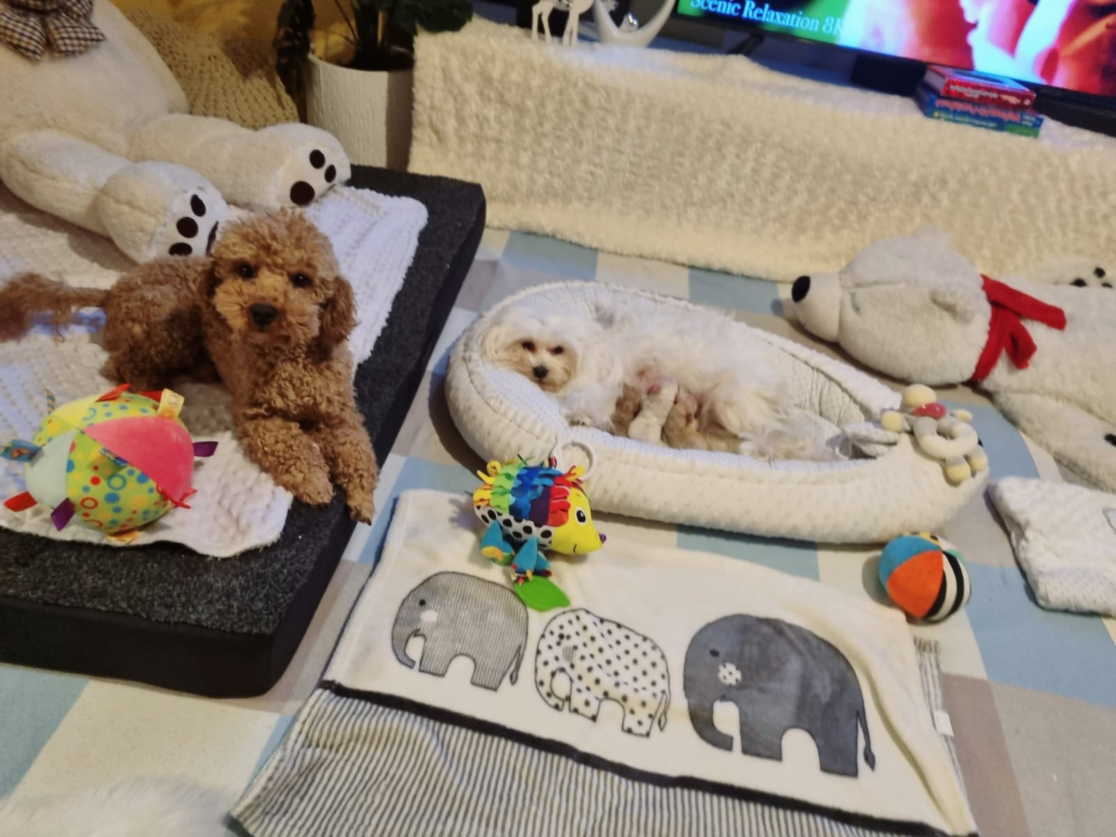 maltipoo_wurf_2026 (9)